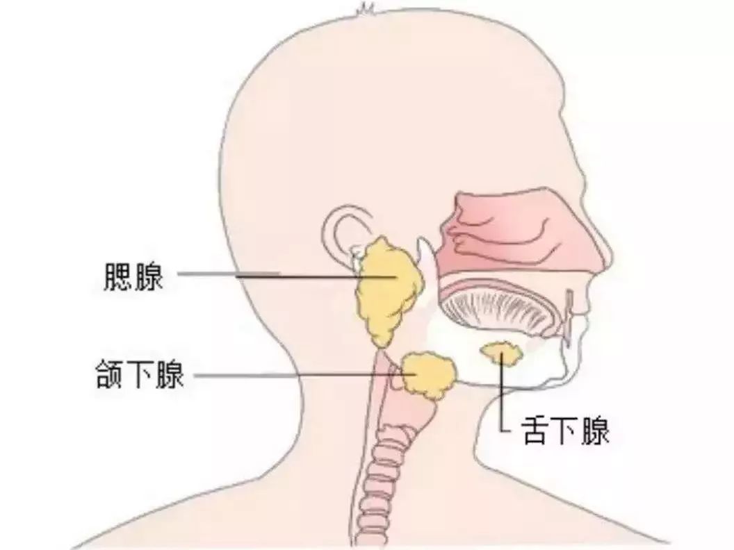 颌下腺的位置 真人图片