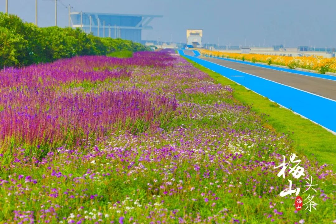 美爆了梅山成片成片的花海目测要刷爆朋友圈