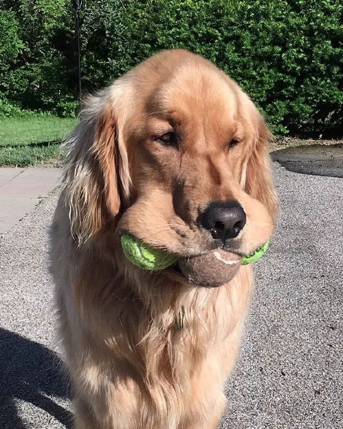 大金毛最让人迷惑的行为总以为自己的嘴巴是球筐