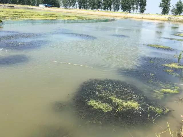 河蟹池塘五月中上旬水浑问题浅析