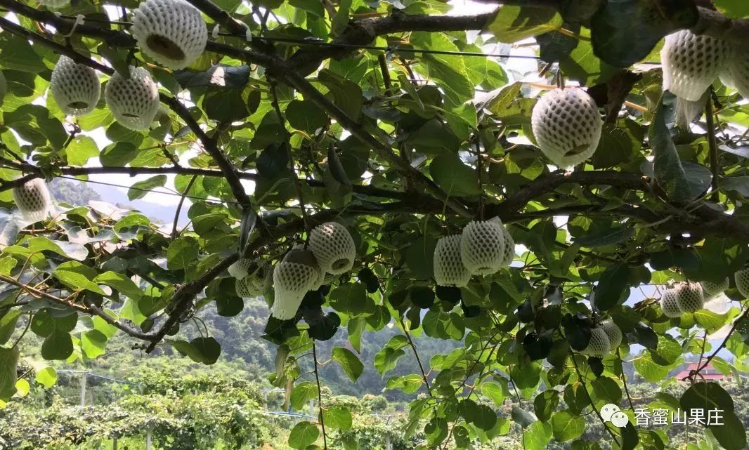 鲜花和青翠的竹子两旁是千年古道和绿道常年奔流不息的莲麻河穿村而过