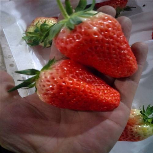 久香草莓苗大棚亩产效益久香草莓苗怎样预防病虫害