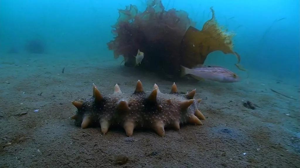 生长环境海参是生活在海岸线到海底8000米的生物,距今已存在了6亿多年
