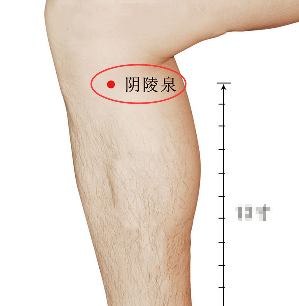 ② 陰陵泉豐隆穴對脾胃兩大臟腑都有很好的調理作用,是除溼祛痰主要的