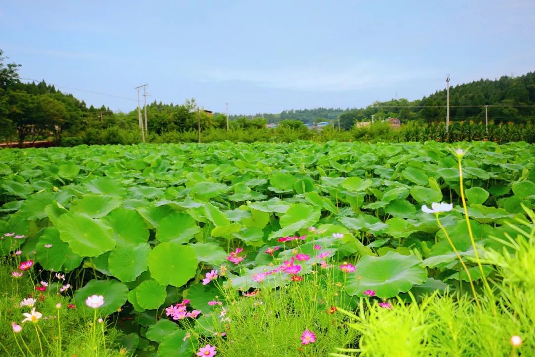 好耍兒童節帶孩子去哪耍全市親子旅遊寶典拿好了