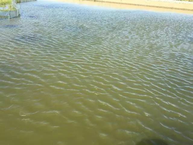 河蟹池塘五月中上旬水浑问题浅析