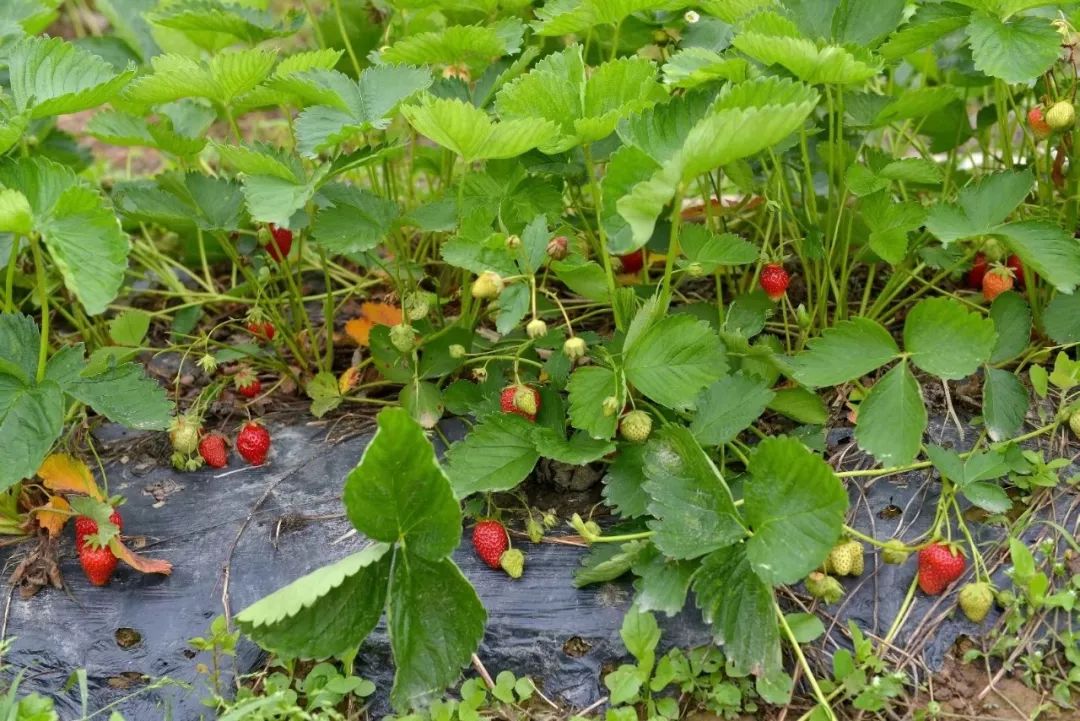 退休教师杜秀英把草莓种成萢儿味
