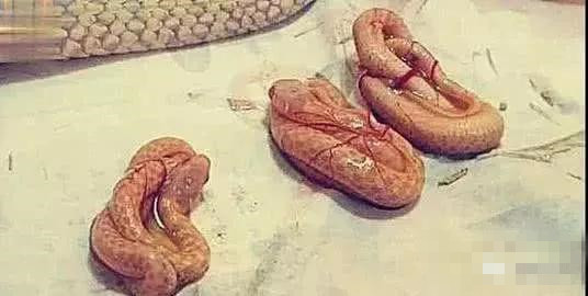 女子给宠物蛇喂吃的,发现它在生宝宝,接下来的画面让人意想不到