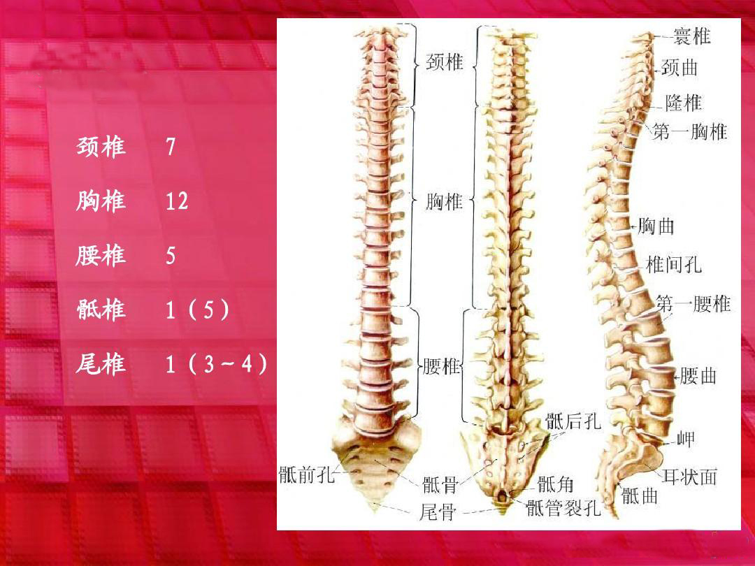 蔽骨怎么摸图片