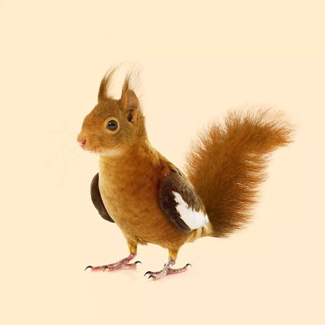 结合在一起杂七杂八的物品把植物,动物和各种他们的ps作品是来自法国