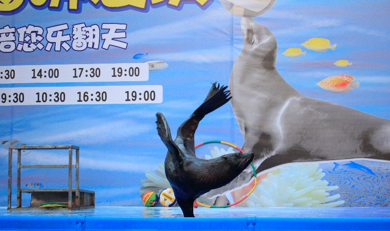 北京海洋馆海狮表演图片