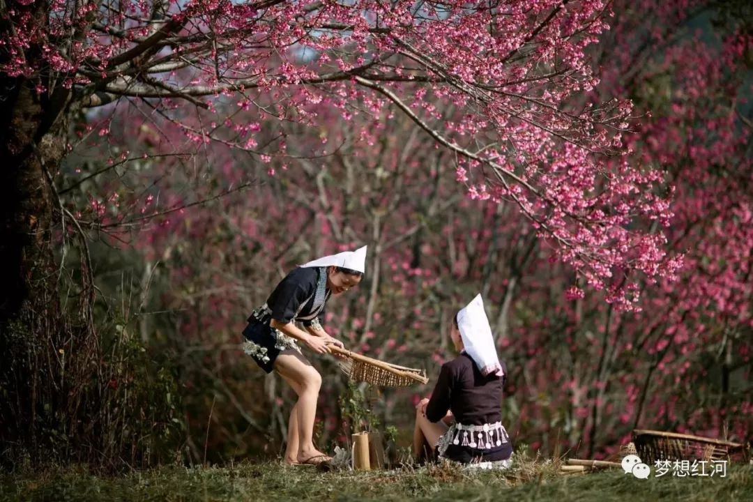 紅河櫻花谷奕車人有故事還有芬芳甘醇的古樹櫻桃酒