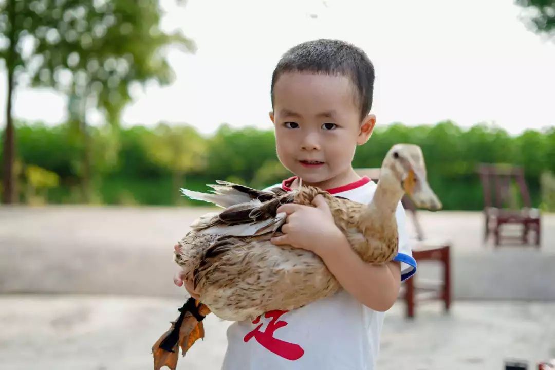 确认过眼神农行娃都是天生的综艺王