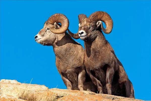 头条赞苏尼特左旗及时救助了一只成年母盘羊