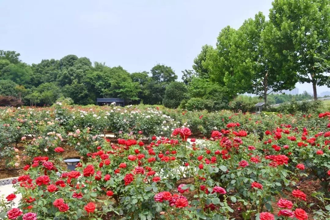 满城盛开夹竹桃,常州市市树市花同绽放