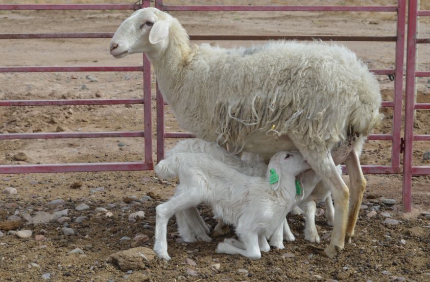 知识点湖羊的12个优良特性