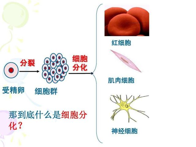 我们都在给基因打工,然而此物更厉害,所有生命都听它的_细胞