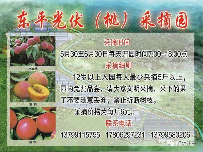 东平光伏桃子采摘园开采啦这个夏天难以桃脱