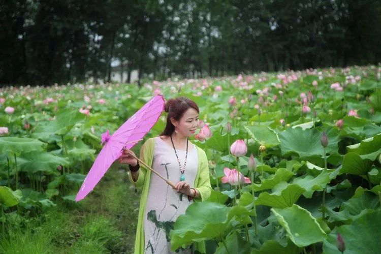 孙芬玲【汉水悠悠】做个如莲的女子_莲花