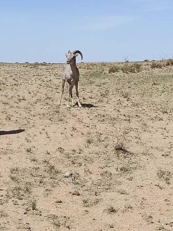 头条赞苏尼特左旗及时救助了一只成年母盘羊