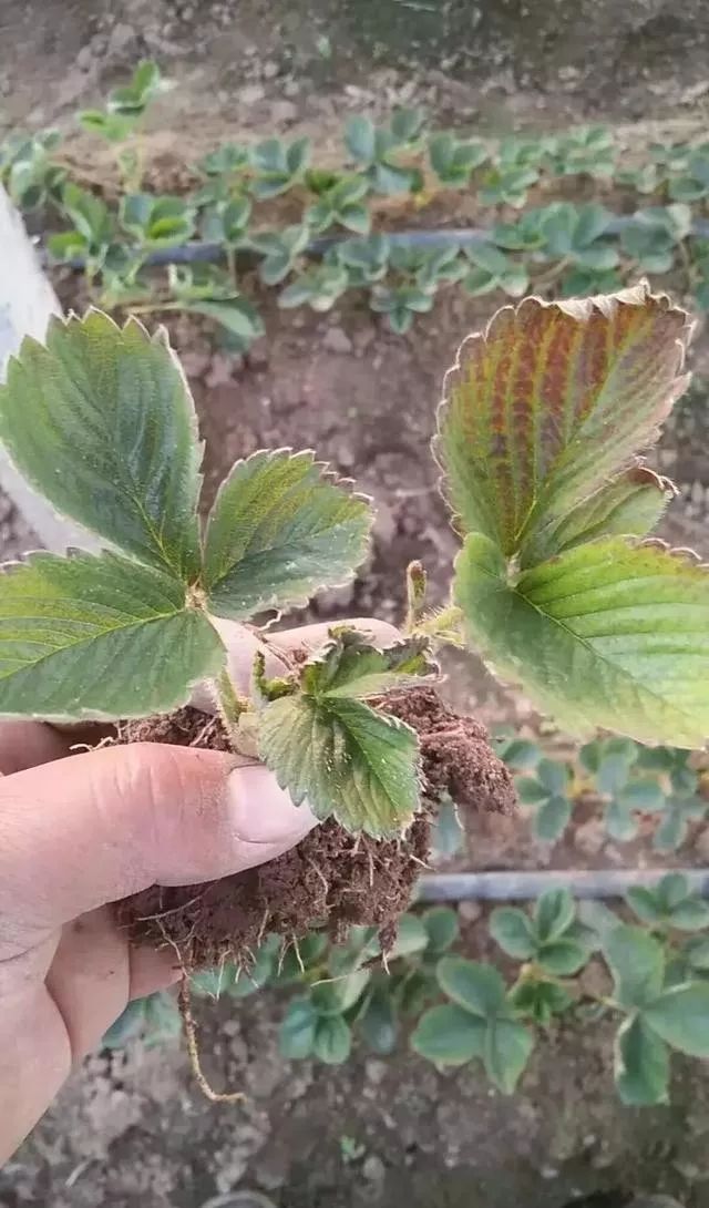 青枯病地上叶片青枯病根腐病短缩茎切面根腐病地上叶片这些病害都有一