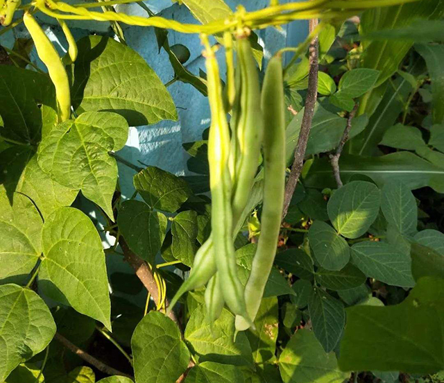 原创农民种四季豆苗总是不旺可能做错了4件事尤其是浇水有诀窍