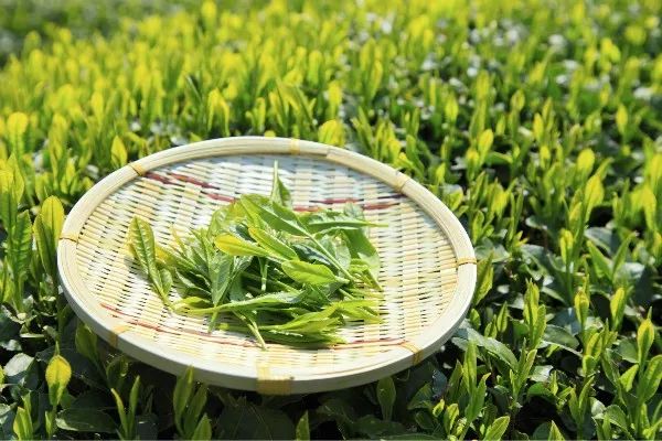 泡制5分钟萃茶三种茶底供您选择茉莉龙珠茶选用鲜嫩绿茶与新鲜茉莉,经