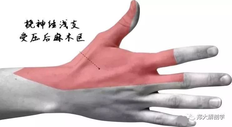 桡神经解剖/易卡压点/触诊/牵张治疗_前臂