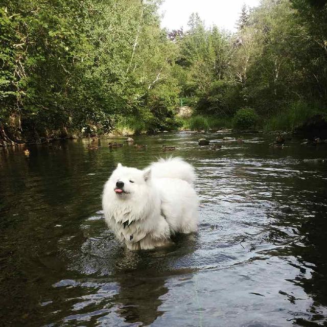 曾经放牧驯鹿拉雪橇的萨摩耶如今靠微笑和卖萌征服了人心