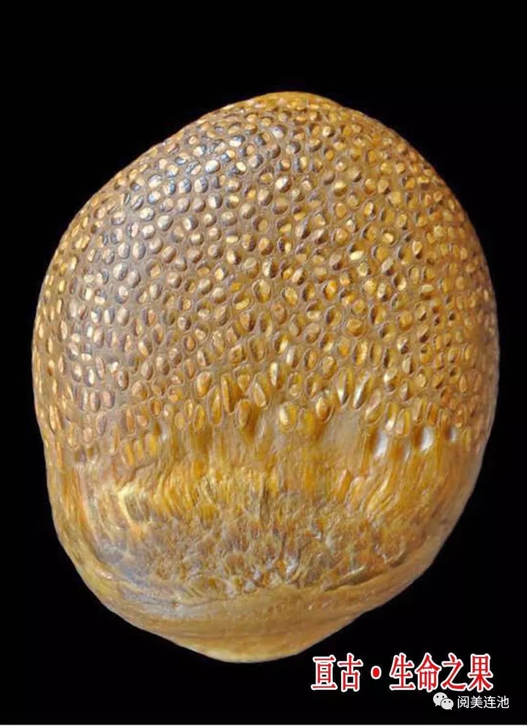 登普斯基蕨玉化石图片