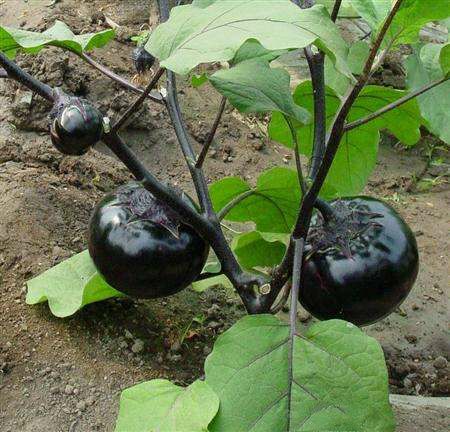 茄子整枝选择合适的时间,带来的好处你意想不到!_植株