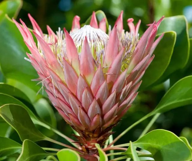 帝王花王者之气