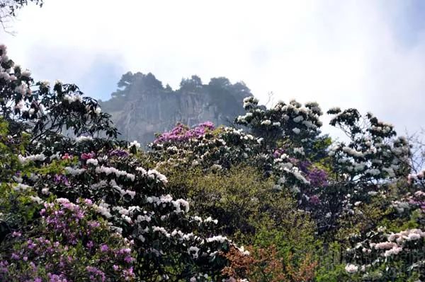 凉山10万亩索玛花盛开花海美景惹人醉