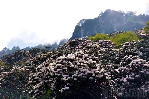 凉山10万亩索玛花盛开花海美景惹人醉