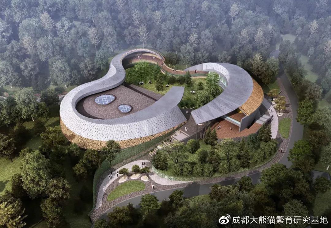 熊猫真的要来西宁了,时间就定在.