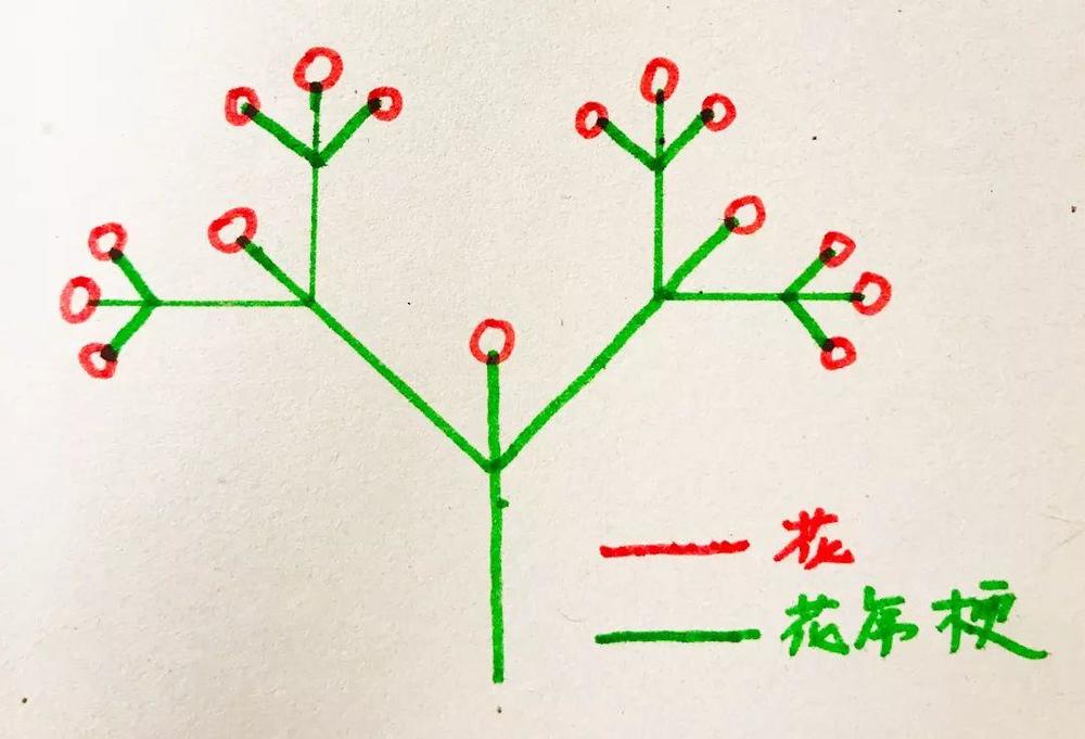 拐枣的花排成非常对称的二歧聚伞花序,有点儿类似程序猿熟悉的二叉树