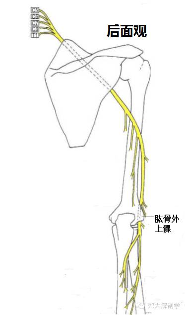 桡神经体表投影图解图片