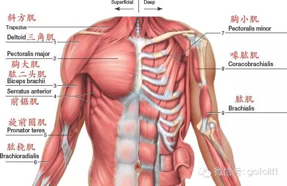 想要打造方形胸肌,你应该这么练!_训练