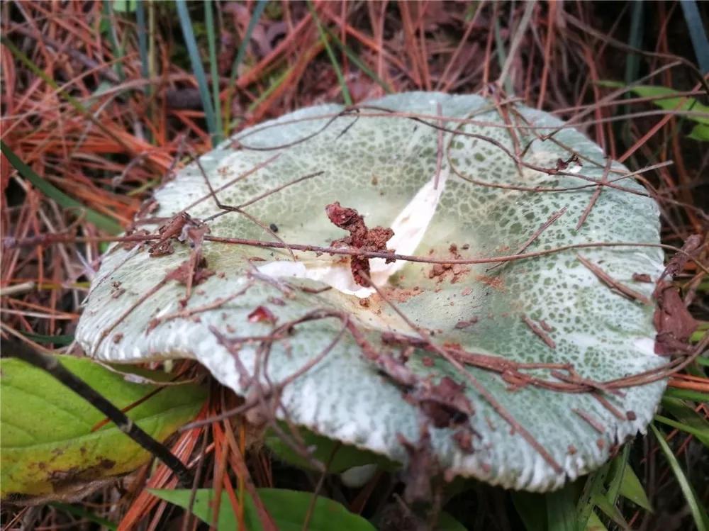昆明野生菌出啦!吃货们准备好了吗?