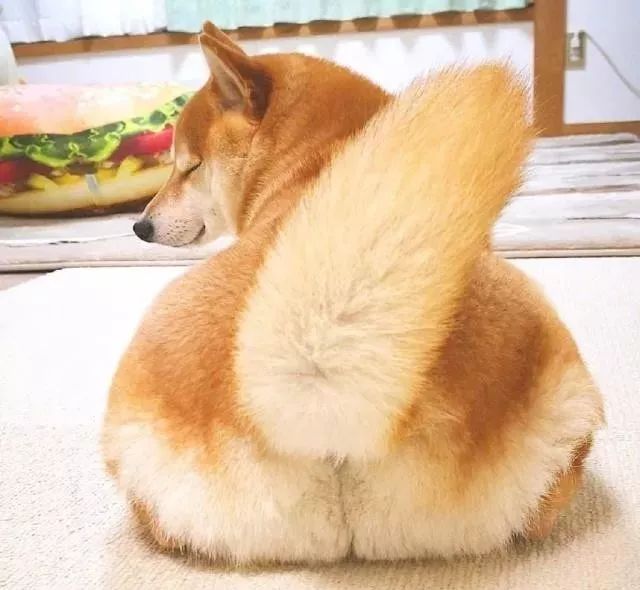 好娇俏的一只狗子这臀翘上天了哈哈