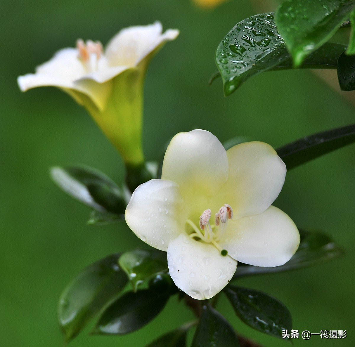 非洲茉莉花色图片