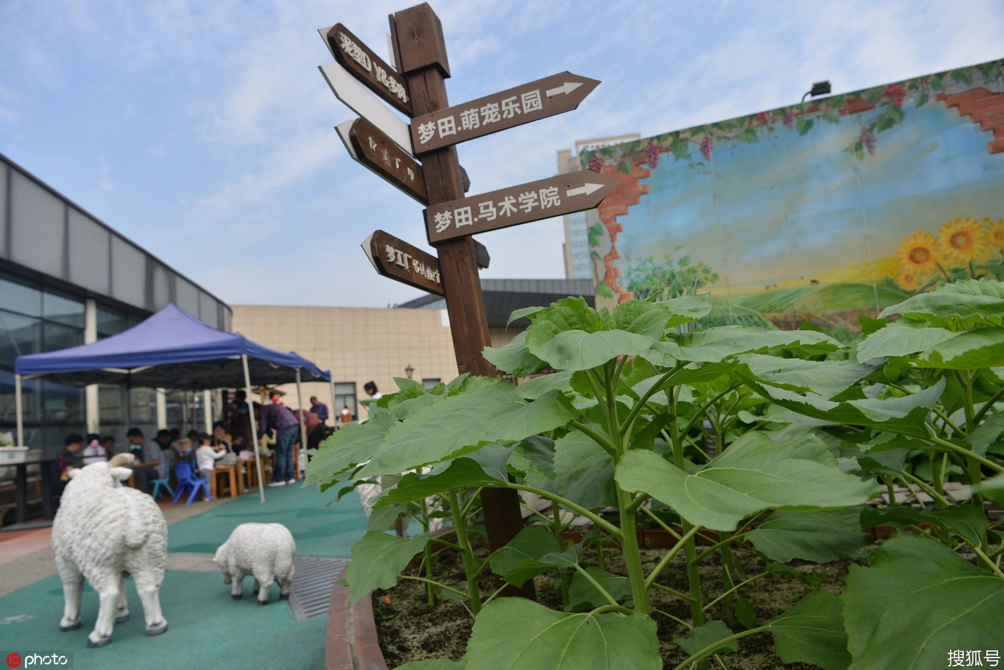成都一商场楼顶变空中农场一斤蔬菜卖20元