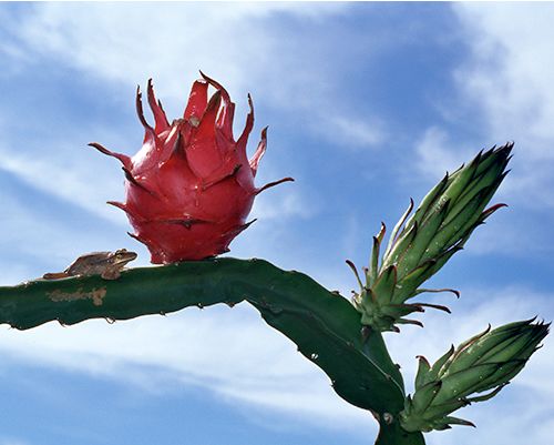 荔枝,杨梅,火龙果,黄皮等着你去摘!就在广州本地!