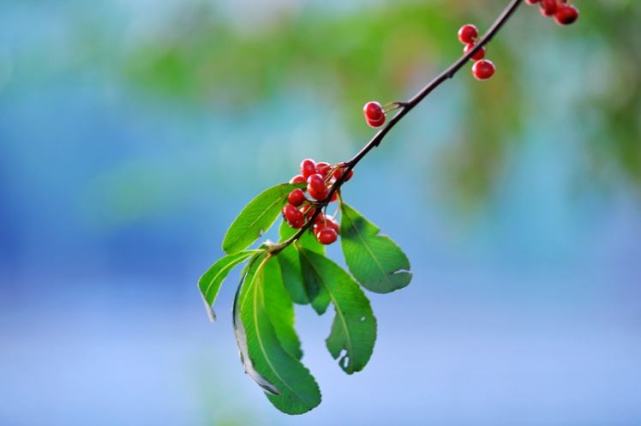 讀睡古詩詞紅豆含羞綴滿枝相思幾度有誰知