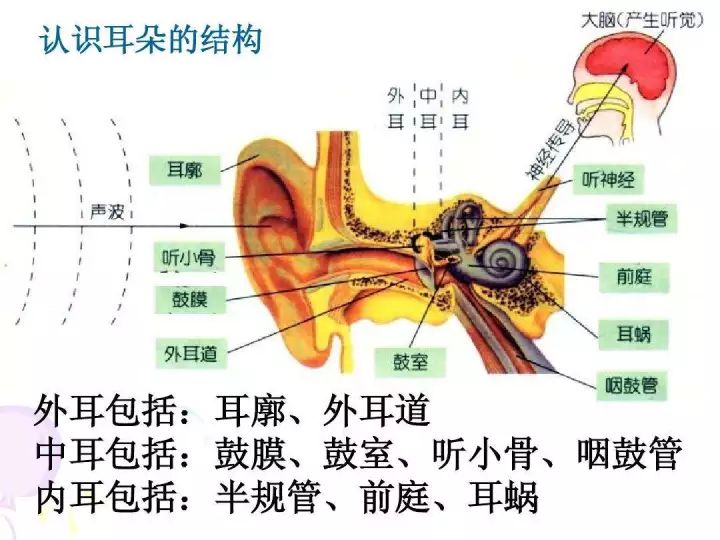 中耳结构,中耳,耳蜗(第2页)_大山谷图库