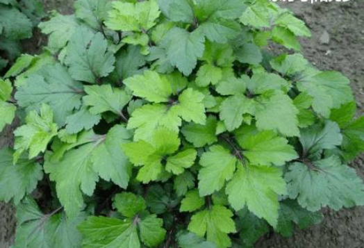 乡下常见野菜清热解毒,润肺,健脾和胃,消食减肥,美容又养颜