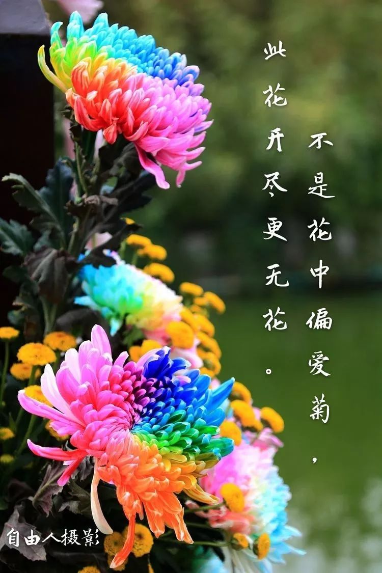 花中四君子菊花