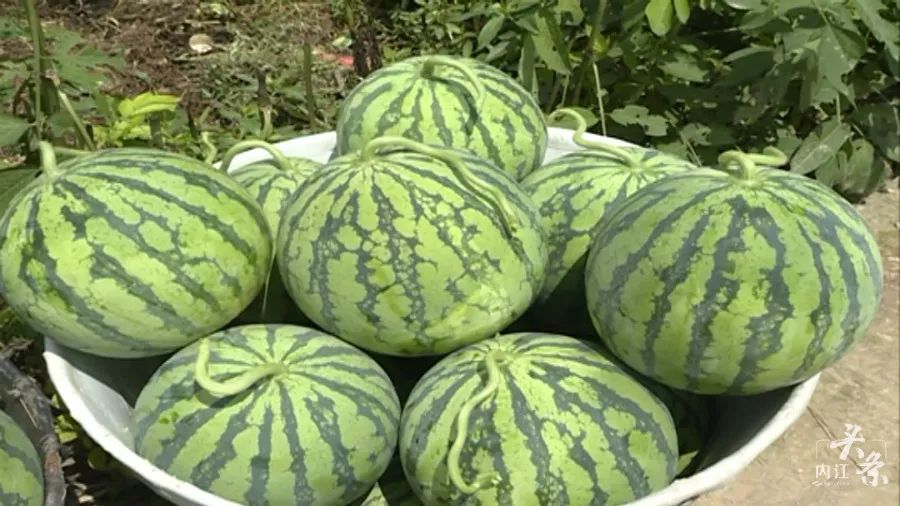 内江郭北西瓜甜蜜上市啦!鲜甜多汁,一起去采摘吧!_品牌