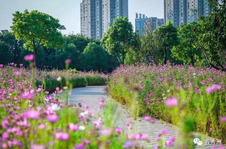来嘉兴秀洲这片花海赏花吧百亩花田开得艳