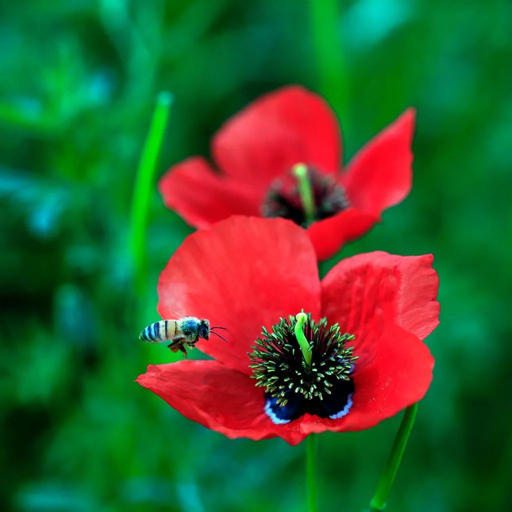 【花卉影像】韩栓柱摄影作品赏析 ·《天山红花燃情伊犁河谷》_新疆